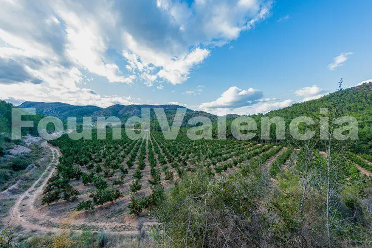 Exploitation d’agrumes à vendre à Castellon